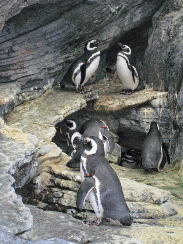 Oceanarium penguins, Lisbon Portugal.jpg